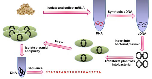 Standard cDNA Library Construction Service